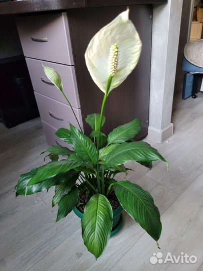 Цветы Драцена ананас фикус