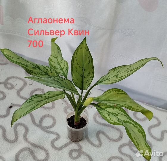 Аглаонема Сильвер Квин