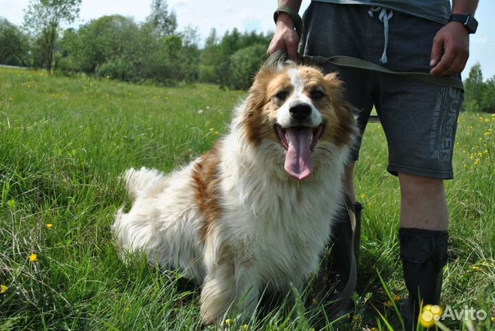 Собака метис Бордер колли