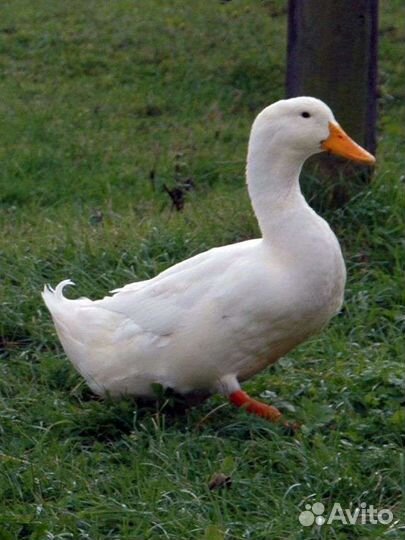 Утята, Утки ст5, Стар 53