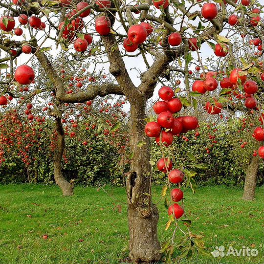 Плодовые деревья