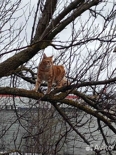 Кот курильский бобтейл