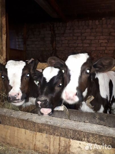 Бычков, телят