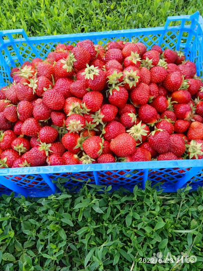 Рассада клубники