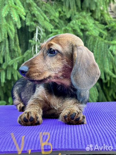 Щенки жесткошерстной таксы