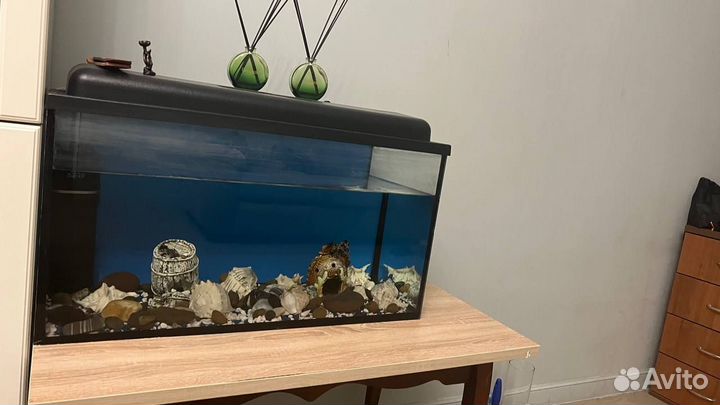 Аквариум с аквариум ной утварю