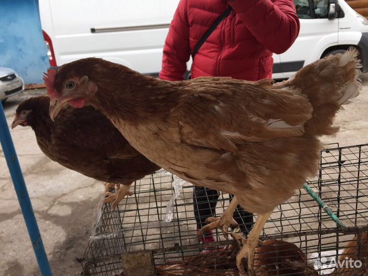 Молодые куры несушки от 4.5-5.5 месяцев