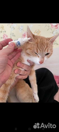 Рыже-белые кот кошка