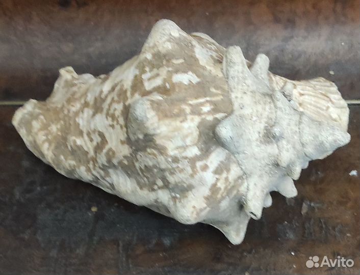 Большая морская раковина Куба 23 см