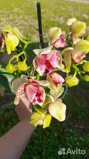 Орхидея фаленопсис трилипс