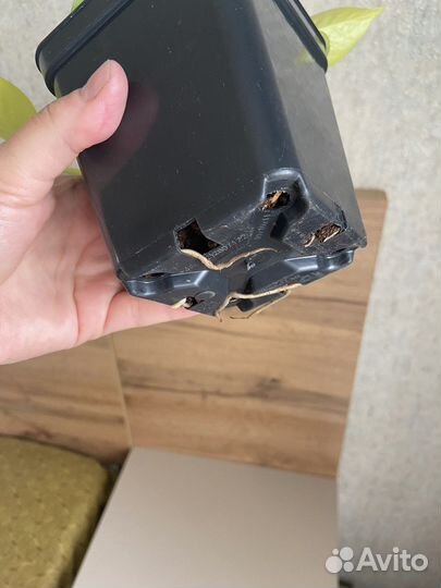 Сциндапсус неон