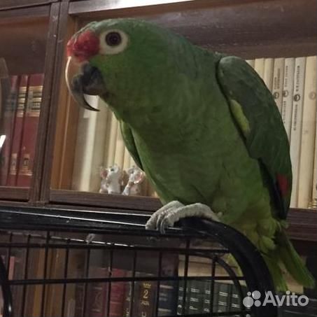 Попугай амазон мексиканский