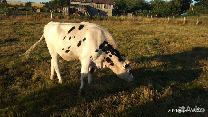 Продам телку Голштинской породы