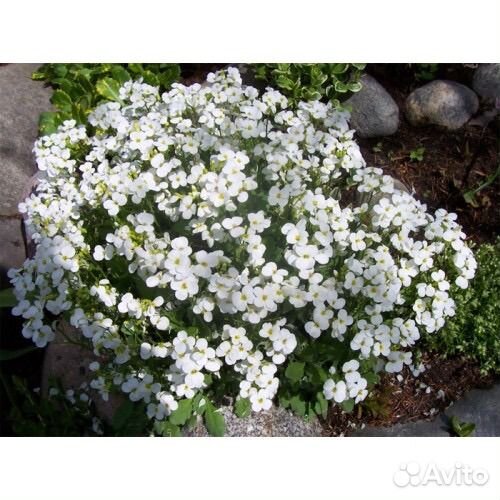 Многолетние цветы