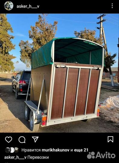 Перевозка коней