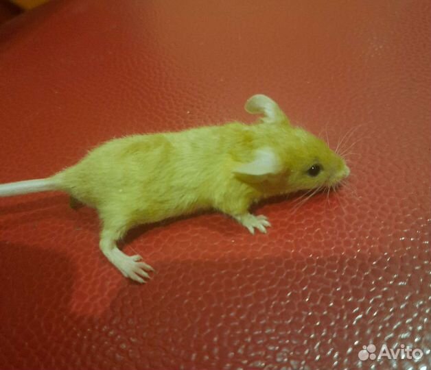 Мышь рэксики, сатиновые