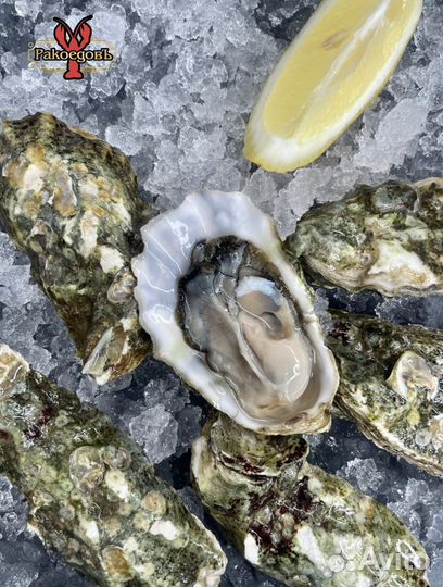 Устрицы дальневосточные