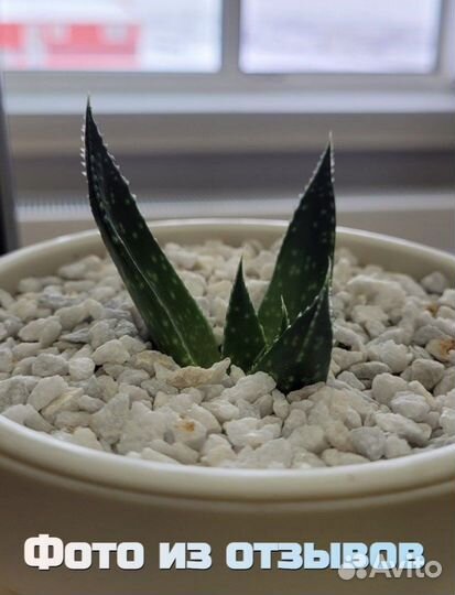 Мраморная крошка мелкая для декора, кактусов