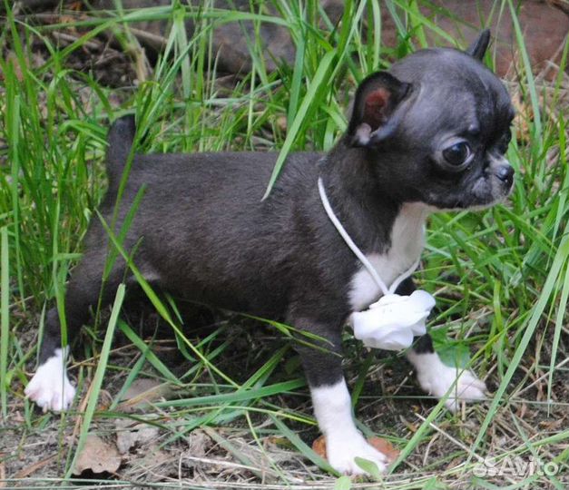 Маленькая Принцесса - девочка чихуахуа