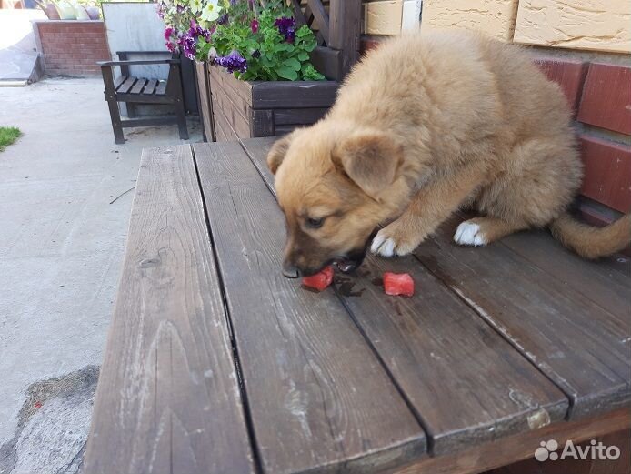 Щенок ищет дом