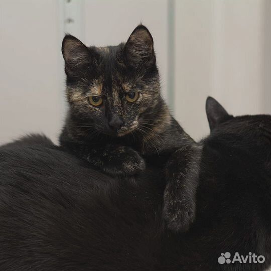 Котёнок - подросток