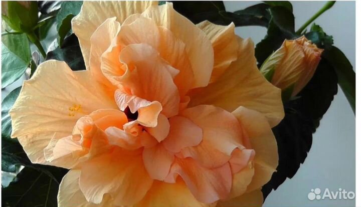 Китайская роза, гибискус бежевый-отростки