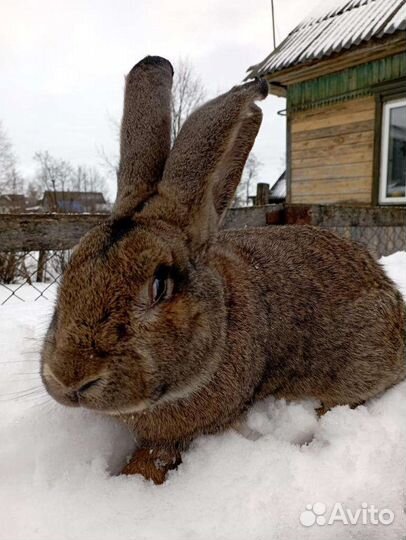Продаются кролики