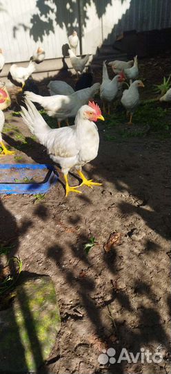 Куры молодки