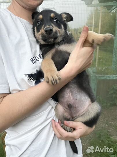 Очаровательный щенок в добрые руки даром