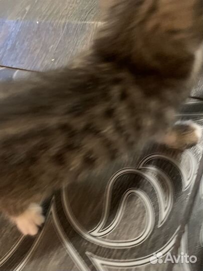 Бенгальская