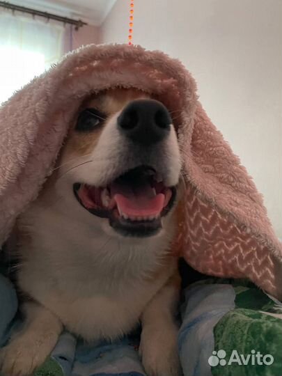 Выгул собаки