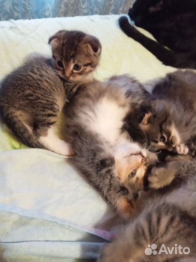 Британские котята