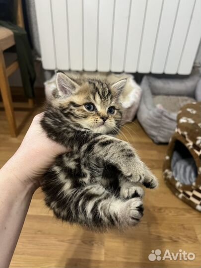 Шотландская котята