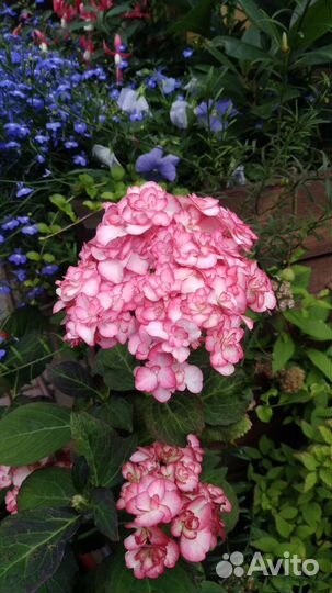 Гортензия крупнолистная,5 сортов