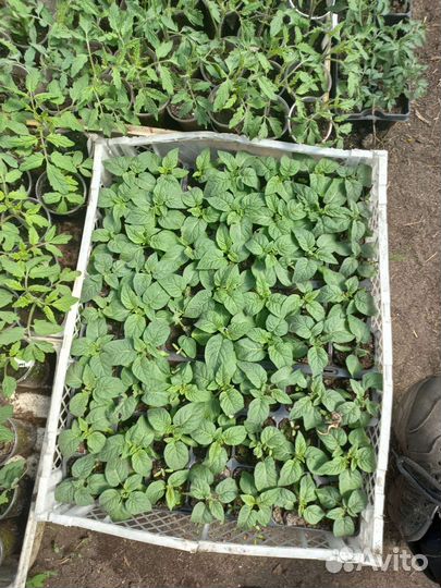 Рассада цветы и овощей