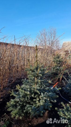 Саженцы ель голубая