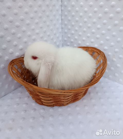 Много разных кроликов.Доставка