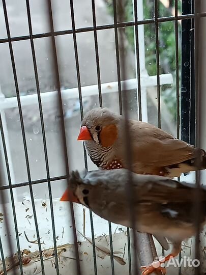 Зебровые амадины