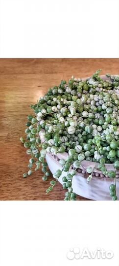 Хавортия вариегатная