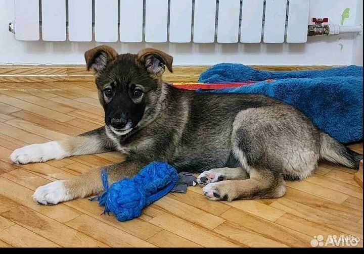 Щенок Бесплатно