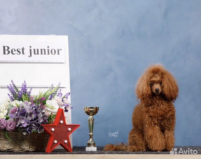 Вязка кобель красный той-пудель