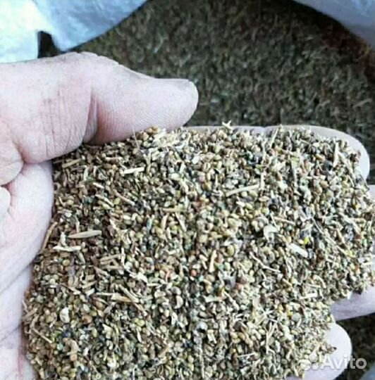 Семена люцерны сорта,Славянская местная