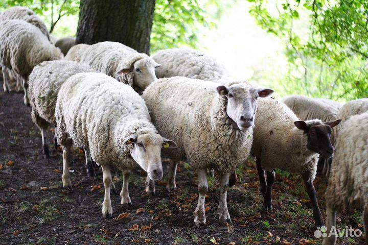 Продам Баранов