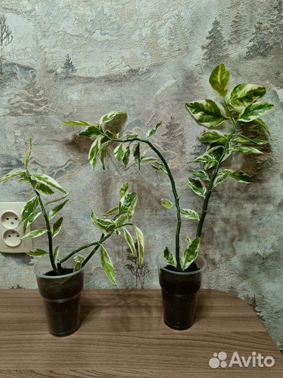 Педилантус