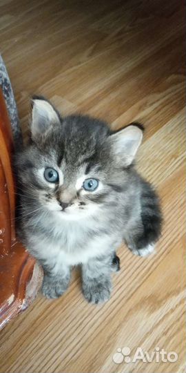 Ангорская кошка