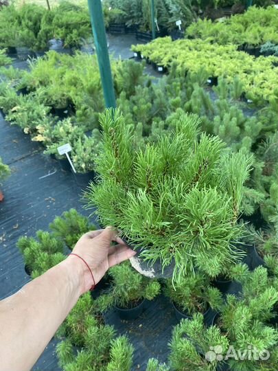 Сосна горная Мугус