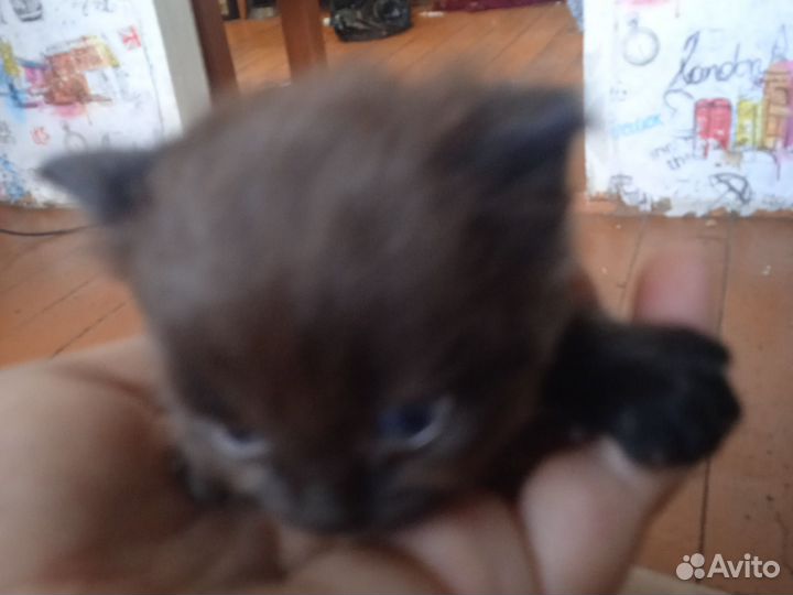 Отдам котят мальчик и девочка