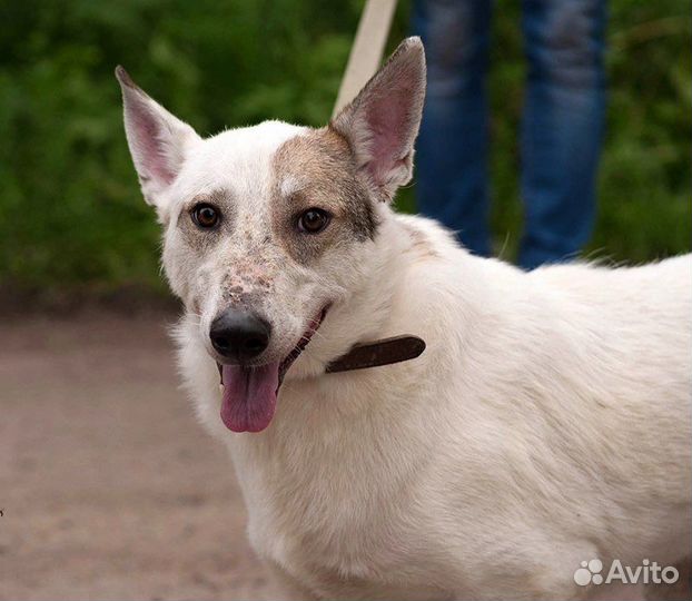 Собака в добрые руки бесплатно