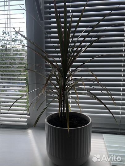 Комнатные цветы драцена