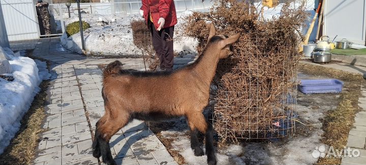 Альпийские козлята